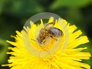 Bee on the dandelion at the start of spring.