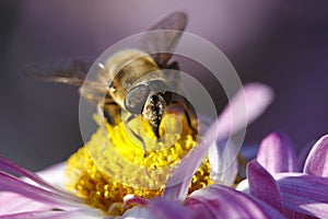 Bee detail on garden mums