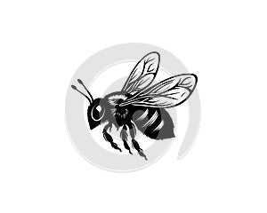 Bee detailed illustration isolated on white background, vector