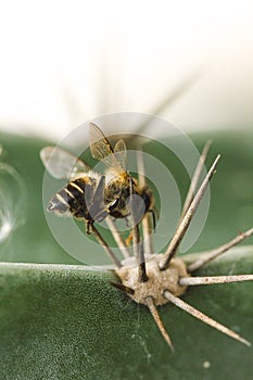 The bee dies with a pointed spike.