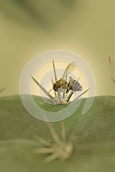 The bee dies with a pointed spike.