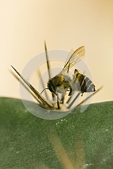 The bee dies with a pointed spike.