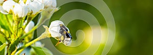 Bee disappearing in a white rose, bee pollinating a flower, insect in macro closeup, nature background