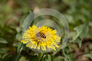 a bee dive into the pollen of the dandelion flower