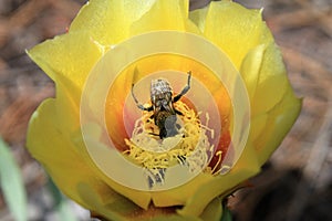 Bee diving headfirst into cactus flower