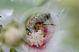 Bee doing hard work in spring