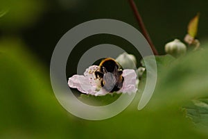 Bee doing hard work in spring