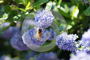 Bee doing hard work in spring photo