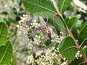 Bee doing pollination!