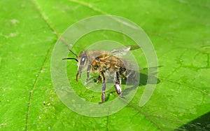 Bee drink water on green leaf