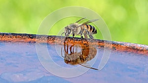 Bee Drinking from Bird Bath