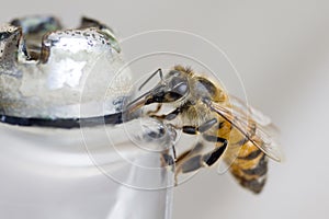 BEE drinking from a fountain with water