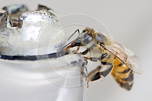 BEE drinking from a fountain with water close-up