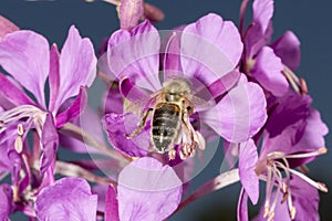Bee Drinking nectar from Fireweed