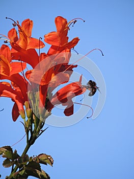 Bee drinking nectar from a flower