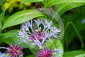 A bee drinking nectar from the flowers.