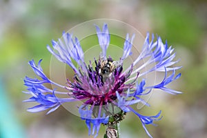 A bee drinking nectar from the flowers.