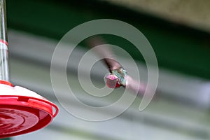 A bee drinking nectar from the flowers.