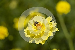 A bee is drinking nectar from a yellow cosmos flower