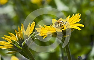 Bee Drinking Nectar from Yellow Daisy