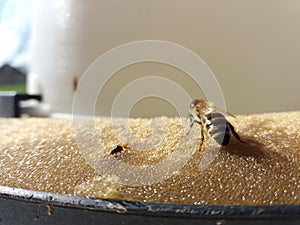 Bee drinking water