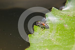 Bee drinking water