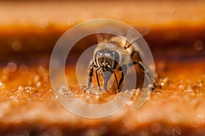The bee is drinking water.Macro.Insect