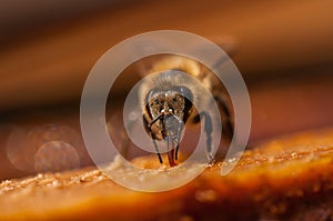 The bee is drinking water.Macro.Insect