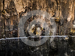 Bee drinking water in wine barrel with nice refelction in water