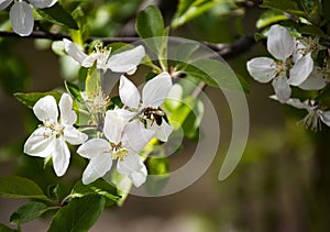 Bee drinks nectar from an apple blossom