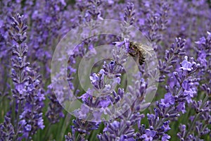 A bee drinks nectar from the lavender flower