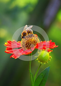 Bee drinks nectar sitting on a flower