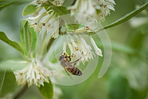 The bee drinks the nectar of white flower.