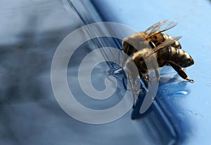 The bee drinks water