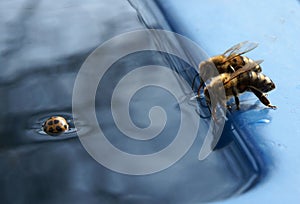 The bee drinks water