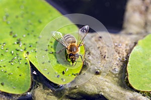 The bee drinks water