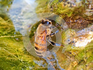 Bee drinks water on a creek