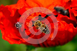 The bee drinks water on the red poppy after the rain