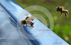 The bee drinks water