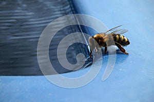 The bee drinks water