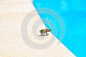 The bee drinks water in the summer