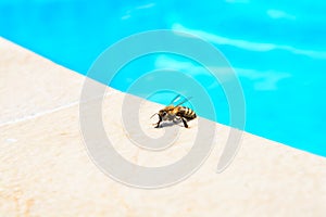 The bee drinks water in the summer
