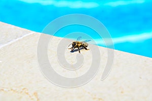 The bee drinks water in the summer