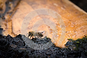 Bee drinks water with wet moss