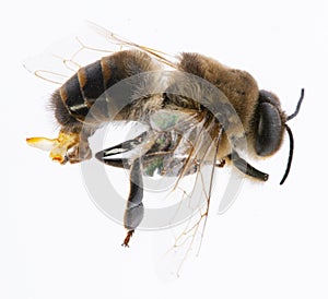 A bee drone male bee close up with with visible genital organs photo