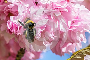 Bee in Druid Park Maryland