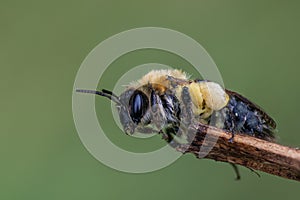 Bee drying out on a tree branch after getting drenched in a sudden rain downpour