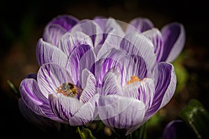 Bee at dutch crocus