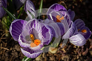 Bee at dutch crocus