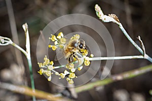 Bee eat pollen